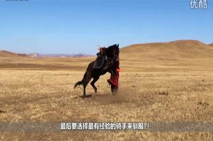 视频：坝上 驯服烈马