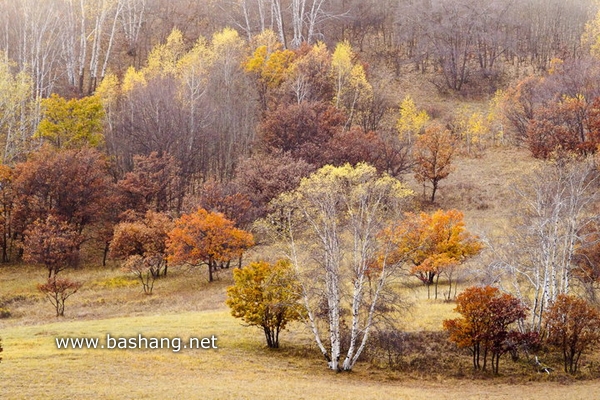 秋季唯美白桦林 坝上美景