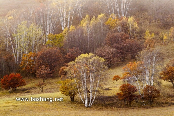 秋季唯美白桦林 坝上美景