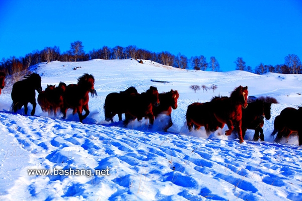 冬季马群 牧马人 坝上美景