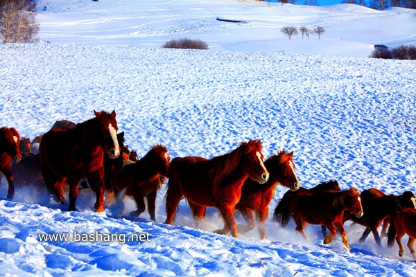 冬季马群 牧马人 坝上美景