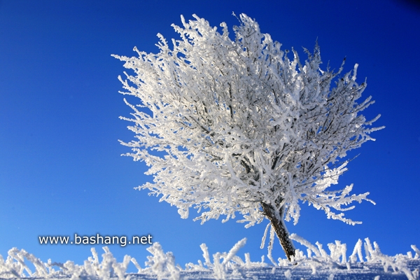 冰雪坝上美景