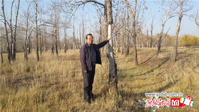 河北省张家口市坝上有上百万亩防护林濒临衰死