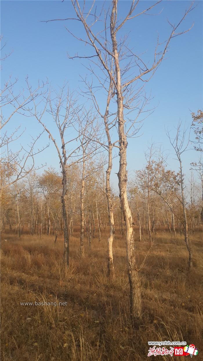 河北省张家口市坝上有上百万亩防护林濒临衰死