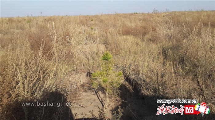 河北省张家口市坝上有上百万亩防护林濒临衰死