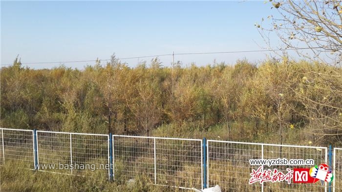 河北省张家口市坝上有上百万亩防护林濒临衰死