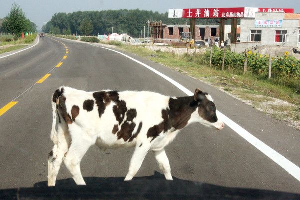 张北自助游图片