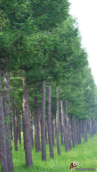 续1--相约2013，梦中的大草原（自助游木兰围场，秦皇岛，北戴河，山海关）