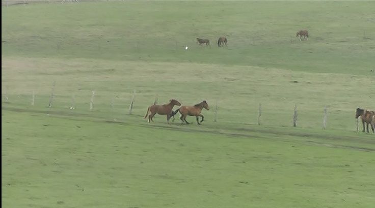 偶遇梦幻之旅木兰围场坝上草原 