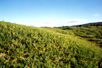 �ű����ϲ�ԭ������